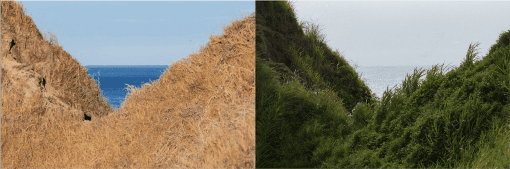 Two images of the same landscape. On the left, sandy grass looking out over blue ocean beyond. On the right, dark green grass and grey ocean beyond.